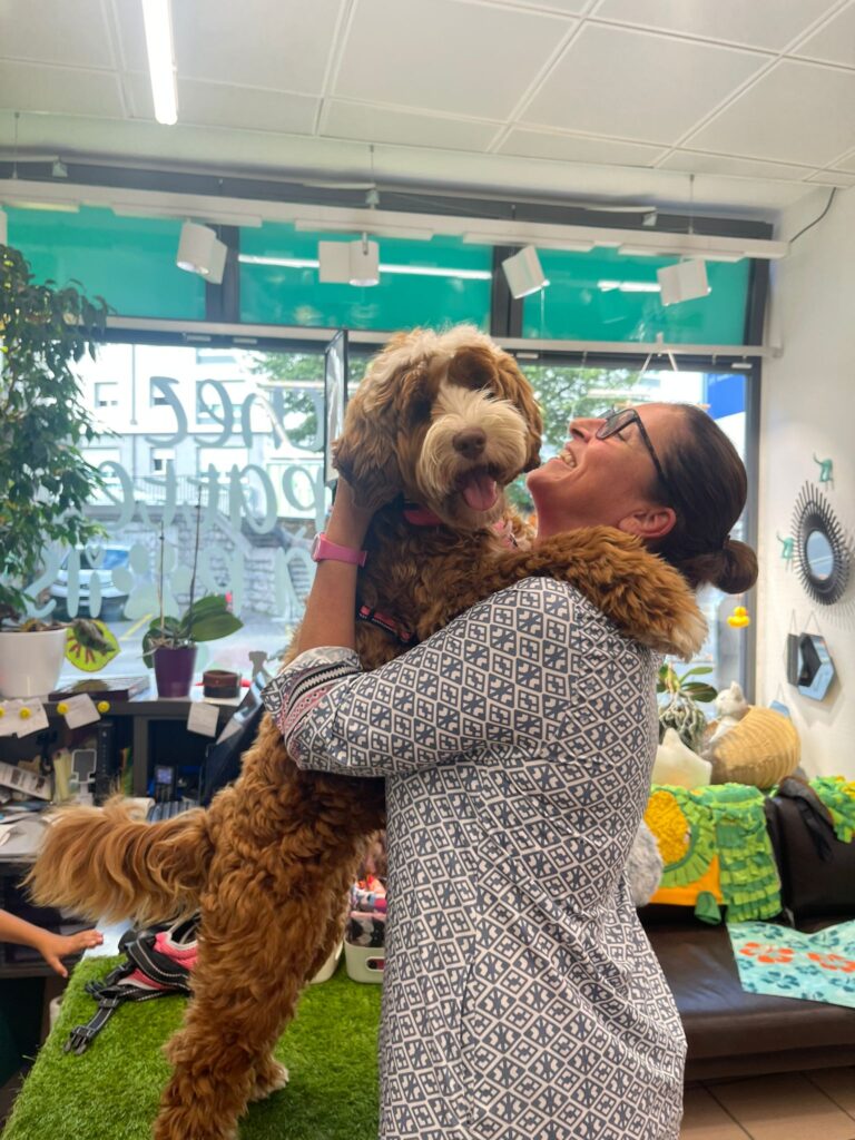 Suki labradoodle