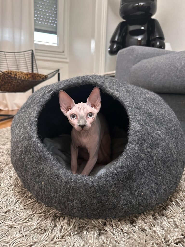 Simone chat SPHYNX