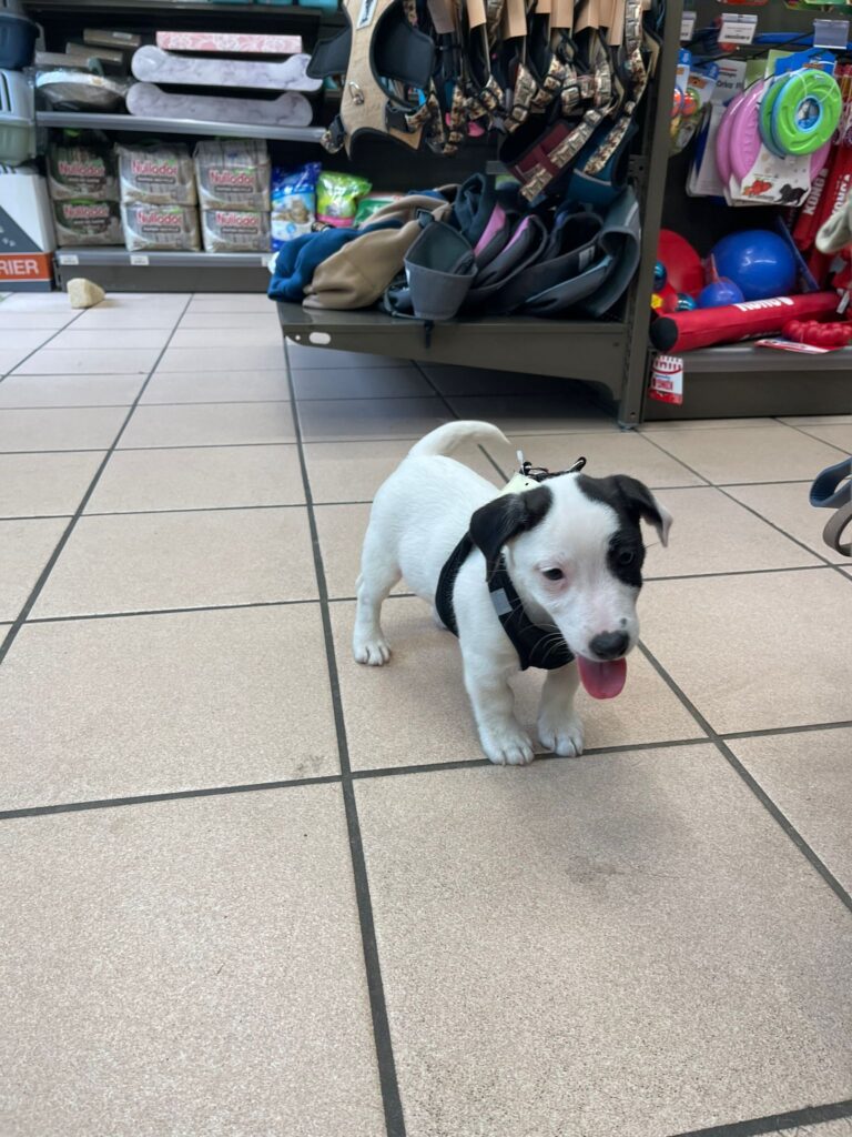 Voici Tick petit jack de 2 mois et quelques jours il est arrivé aujourd’hui de Normandie et se réjouit de découvrir la Riviera
