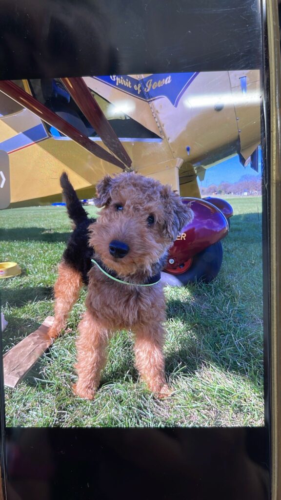 Eddy qui a 5ans welsh terrier qui est arrivé de Saint-Gall en avion ✈️ piloté pas sa maman et voyage très souvent en avion car c’est leur passion.