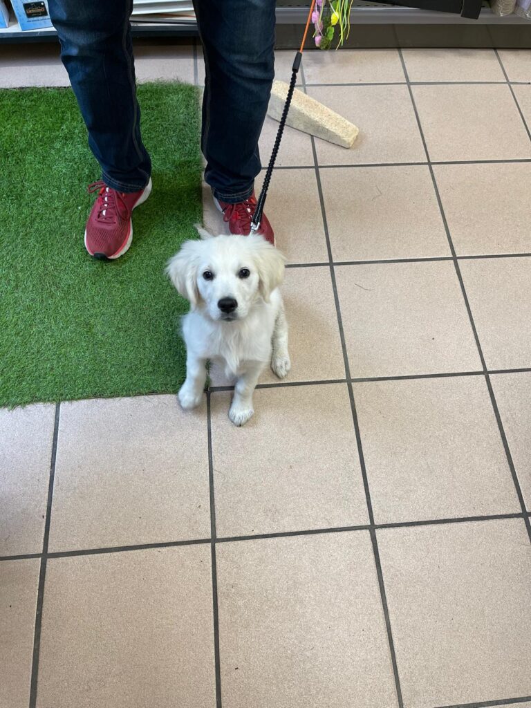Moone golden retriever