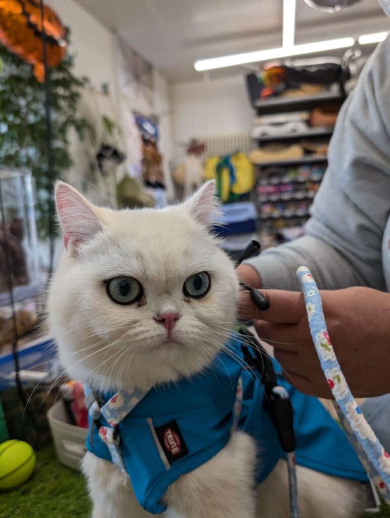 Pearl british shorthair de 1ans et 7mois. C'est un voyageur qui adore les balades. Le voilà prêt pour la pluie