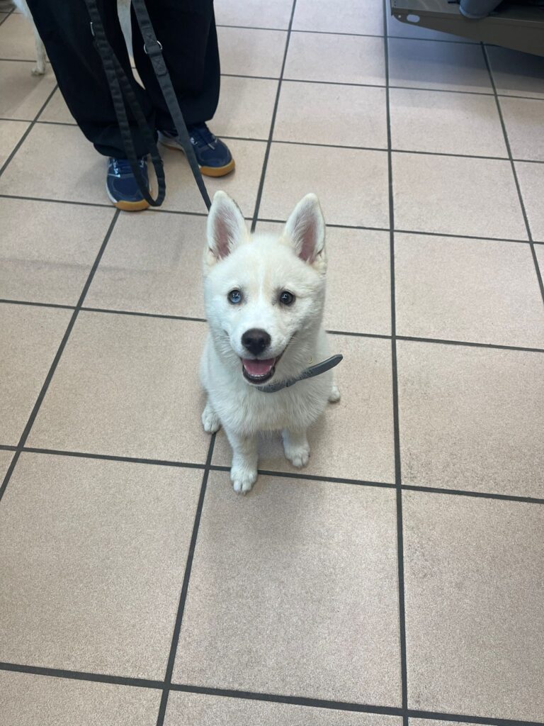 Luna Pomsky de 4 mois petite sœur de Gaya elle est plus coquine et déborde d’énergie