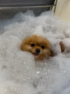 Jacuzzi - Ozonothérapie chat et chien