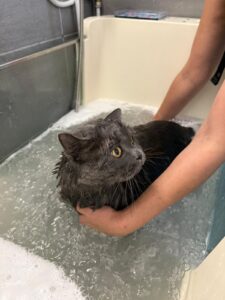 Jacuzzi - Ozonothérapie chat et chien