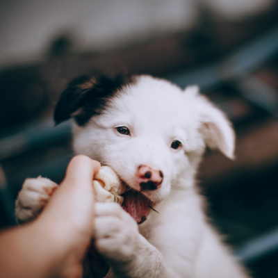 Bienvenue aux nouveaux propriétaires de chien !
