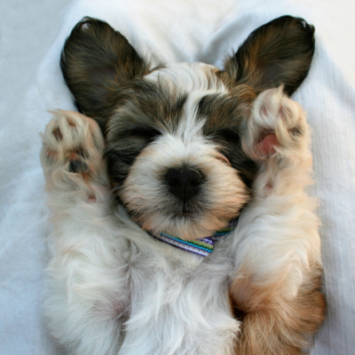 Comment Accueillir son Nouveau Chiot