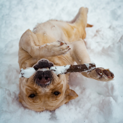 Conseils pour votre chien pendant l'hiver petit