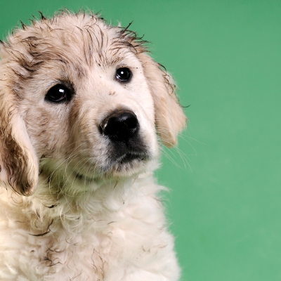 Pourquoi les chiens aime se rouler dans le Caca