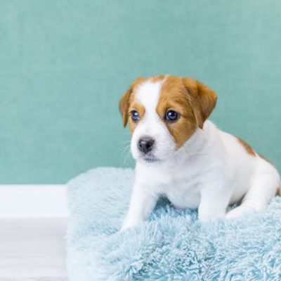 Comment accueillir un chiot chez soi