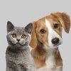 chien-chat-054517 chien-chat-054517