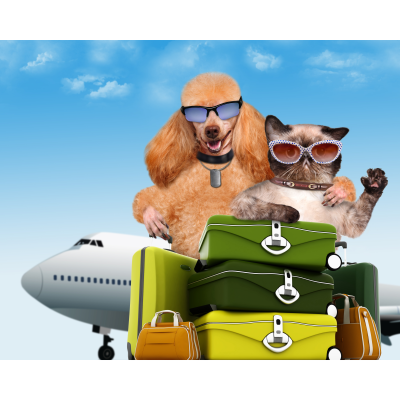 chien chat voyage