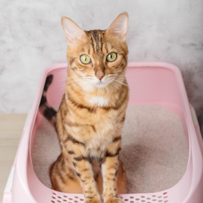 Conseils d'entretient litière pour chat