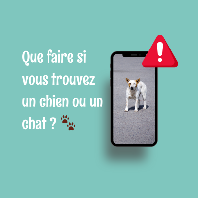 Que faire si vous trouvez un chien en Suisse ? 🐾